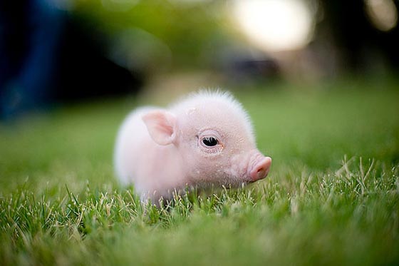 27 Cutest Baby Animals That Will Put a Smile on Your Face - Design Swan