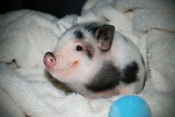 27 Cutest Baby Animals That Will Put a Smile on Your Face