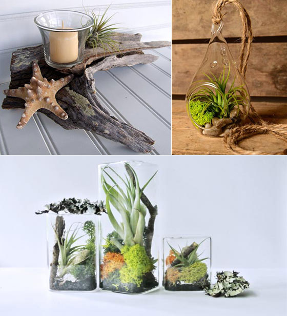 11 Cool Ideas to Create Air Plant Zen Garden