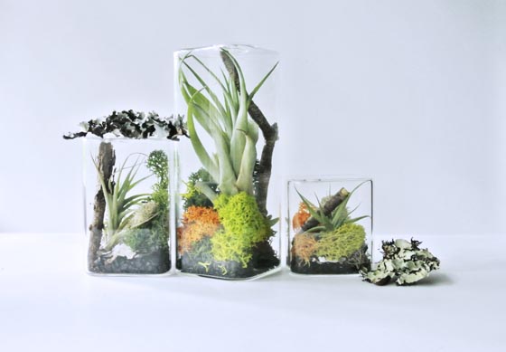 11 Cool Ideas to Create Air Plant Zen Garden