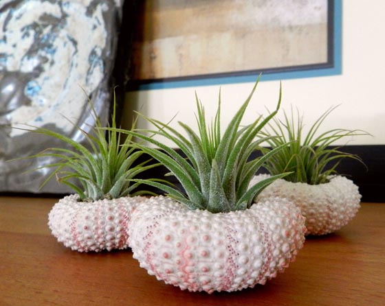 11 Cool Ideas to Create Air Plant Zen Garden