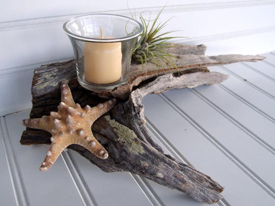 11 Cool Ideas to Create Air Plant Zen Garden