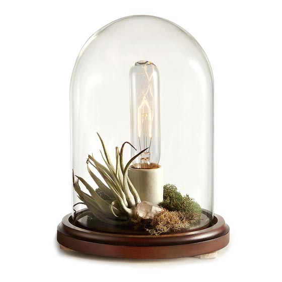 11 Cool Ideas to Create Air Plant Zen Garden