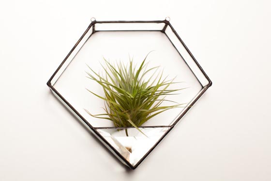 11 Cool Ideas to Create Air Plant Zen Garden