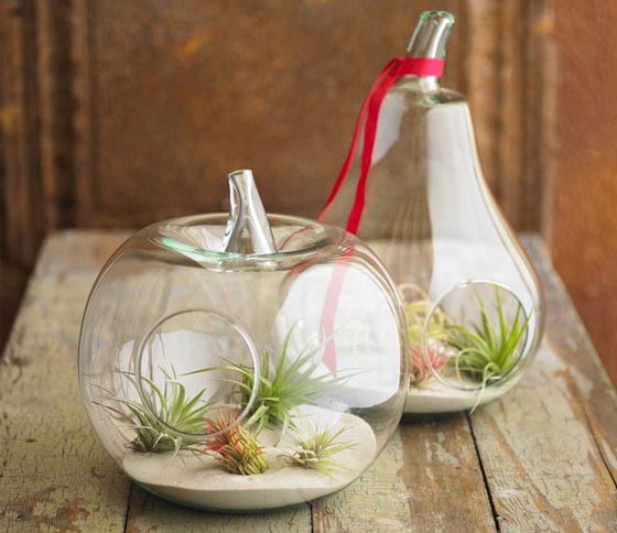 11 Cool Ideas to Create Air Plant Zen Garden