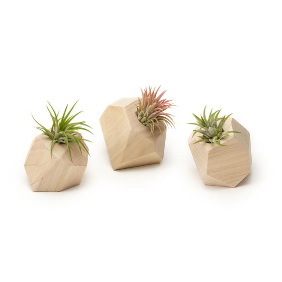 11 Cool Ideas to Create Air Plant Zen Garden