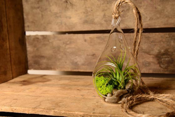 11 Cool Ideas to Create Air Plant Zen Garden