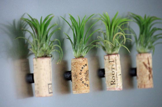 11 Cool Ideas to Create Air Plant Zen Garden