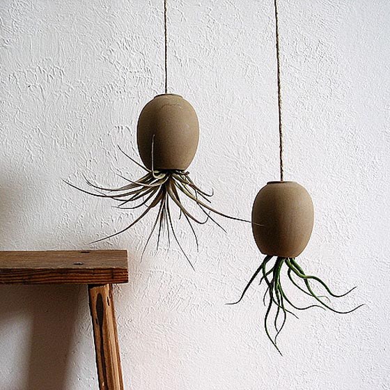 11 Cool Ideas to Create Air Plant Zen Garden