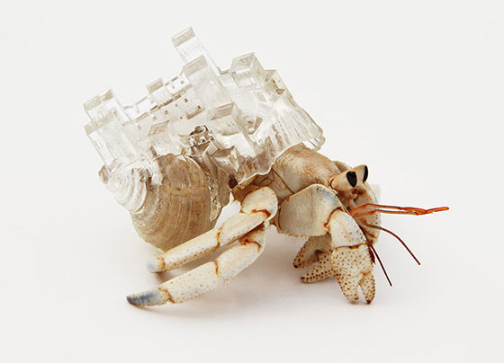 Detailed Crafted Plastic Shelter for Hermit Crab