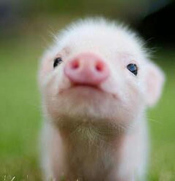 19 Incredibly Cute Photos Of Mini Pig Design Swan