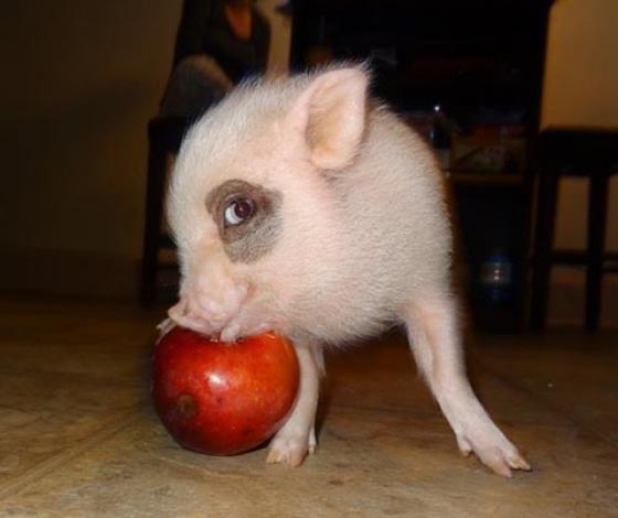 19 Incredibly Cute Photos of Mini Pig