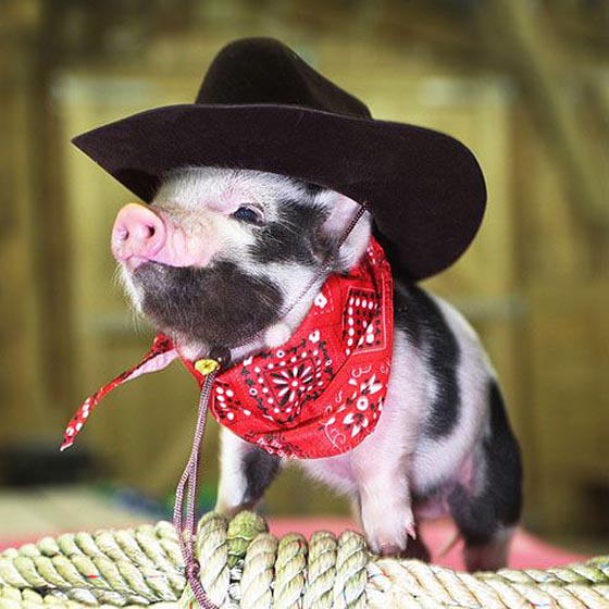 19 Incredibly Cute Photos of Mini Pig