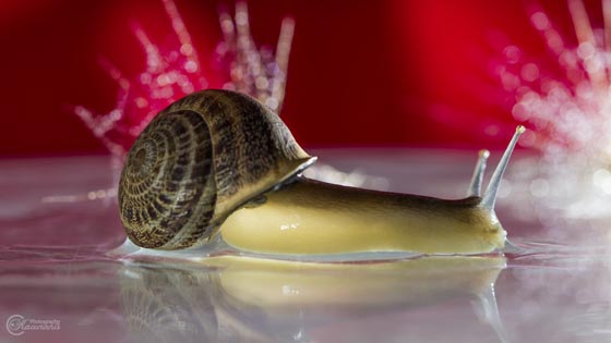 20 Amazing Macro Photographs of Snails
