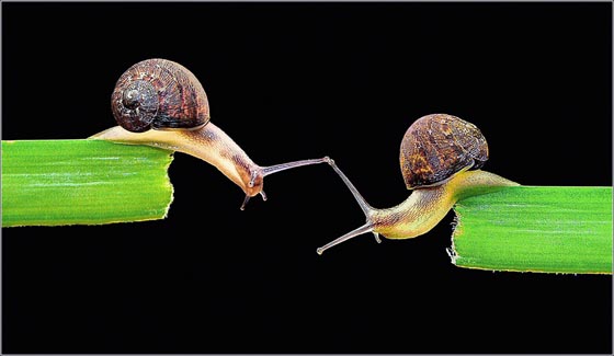 20 Amazing Macro Photographs of Snails