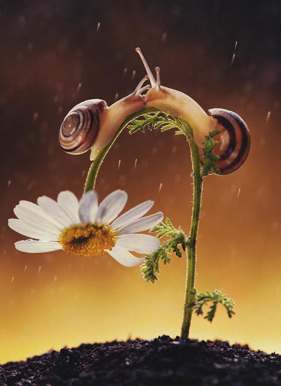 20 Amazing Macro Photographs of Snails