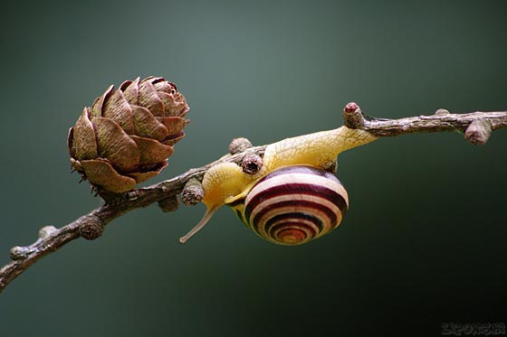 20 Amazing Macro Photographs of Snails