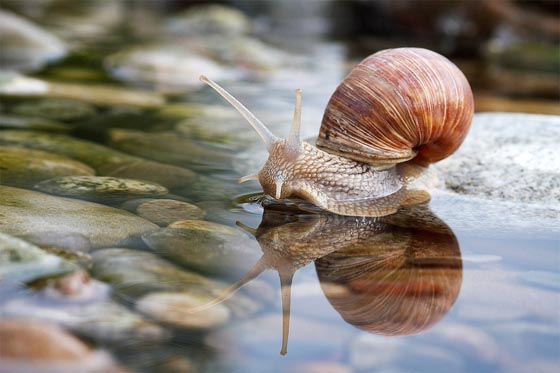 20 Amazing Macro Photographs of Snails