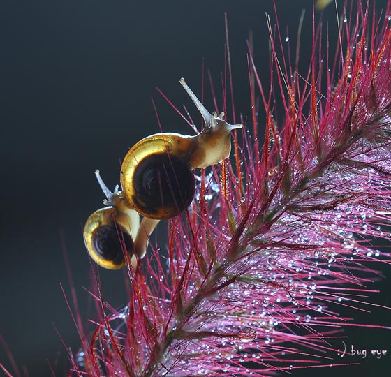 20 Amazing Macro Photographs of Snails