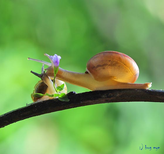 20 Amazing Macro Photographs of Snails