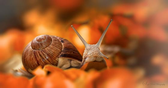 20 Amazing Macro Photographs of Snails