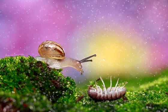 20 Amazing Macro Photographs of Snails