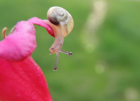 20 Amazing Macro Photographs of Snails