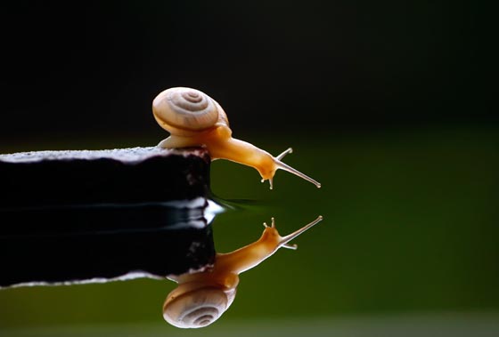 20 Amazing Macro Photographs of Snails