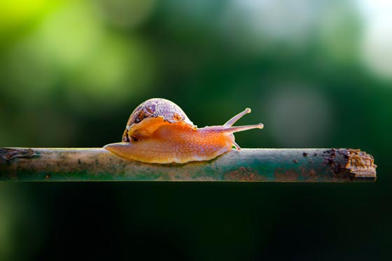 20 Amazing Macro Photographs of Snails