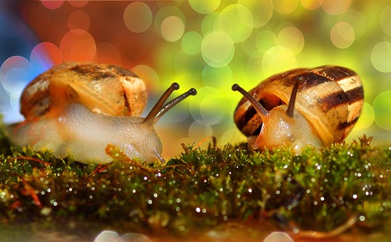 20 Amazing Macro Photographs of Snails