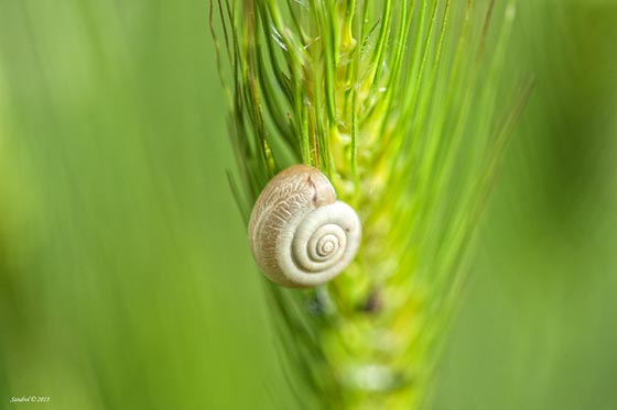 20 Amazing Macro Photographs of Snails