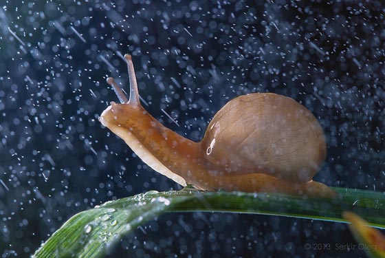 20 Amazing Macro Photographs of Snails