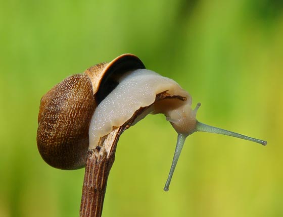 20 Amazing Macro Photographs of Snails