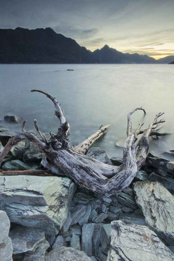Dead Beauty: Stunning Shots of Dead Trees