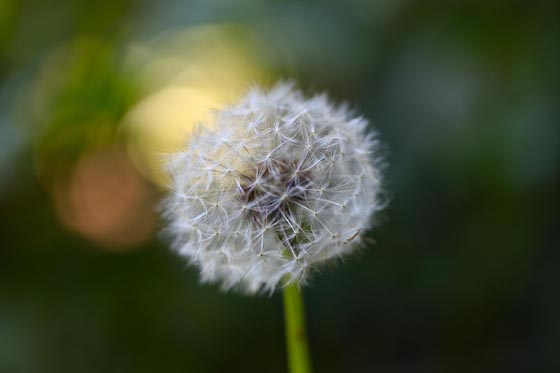 15 Magically Beautiful Photos of Dandelion | Design Swan