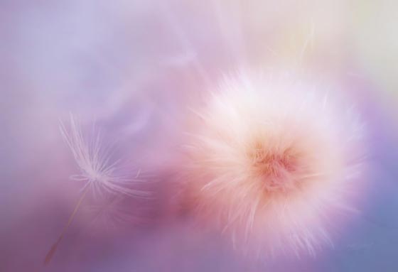 15 Magically Beautiful Photos of Dandelion