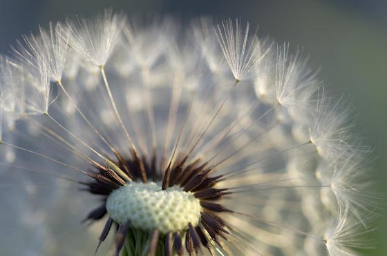 15 Magically Beautiful Photos of Dandelion