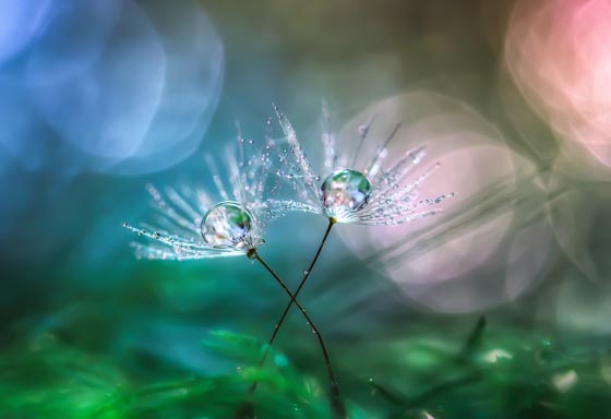 15 Magically Beautiful Photos of Dandelion