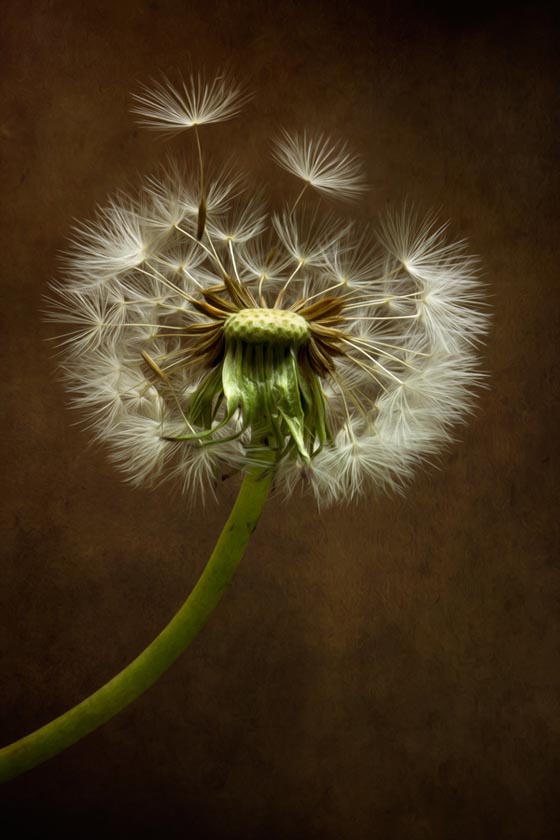 15 Magically Beautiful Photos of Dandelion