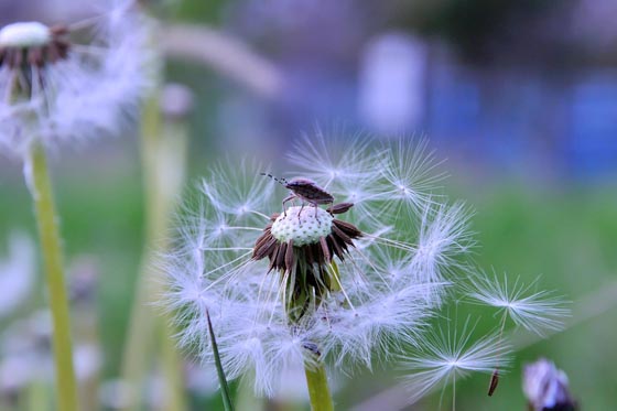 15 Magically Beautiful Photos of Dandelion