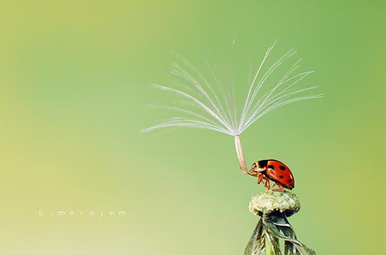 15 Magically Beautiful Photos of Dandelion