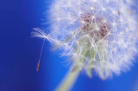 15 Magically Beautiful Photos of Dandelion