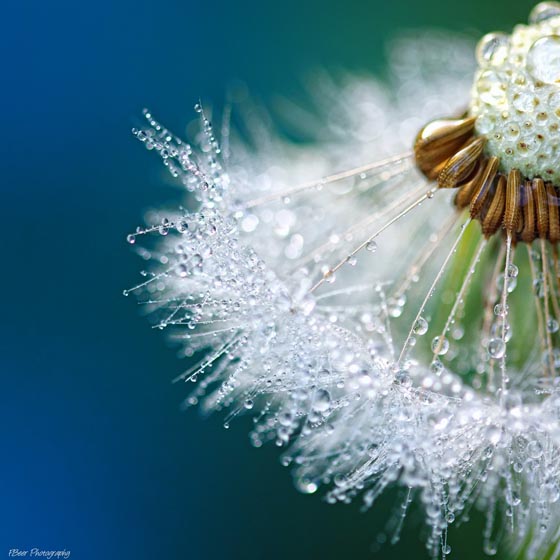 15 Magically Beautiful Photos of Dandelion