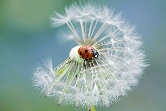 15 Magically Beautiful Photos of Dandelion