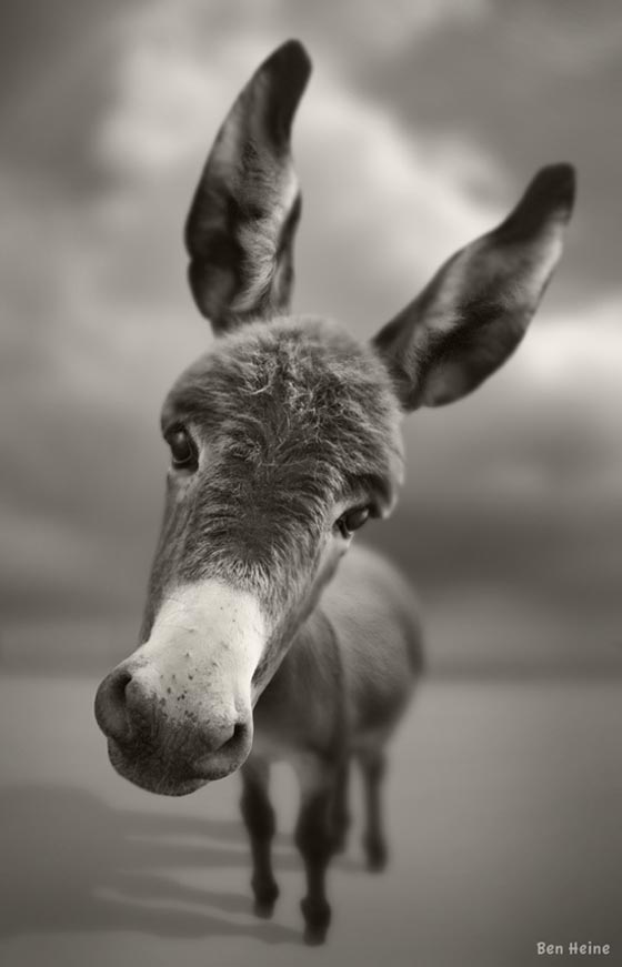 Funny Donkey! Cute Donkey!