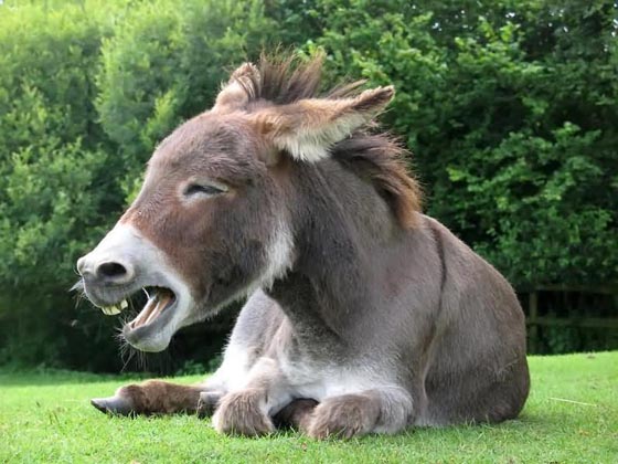 Funny Donkey! Cute Donkey!