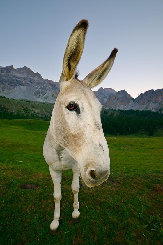 Funny Donkey! Cute Donkey!