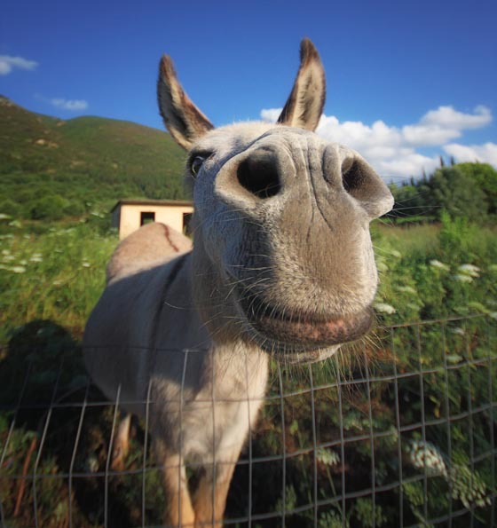 Funny Donkey! Cute Donkey!