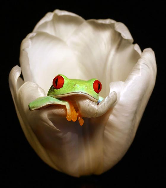 10 Cool Photos of Expressive Frog