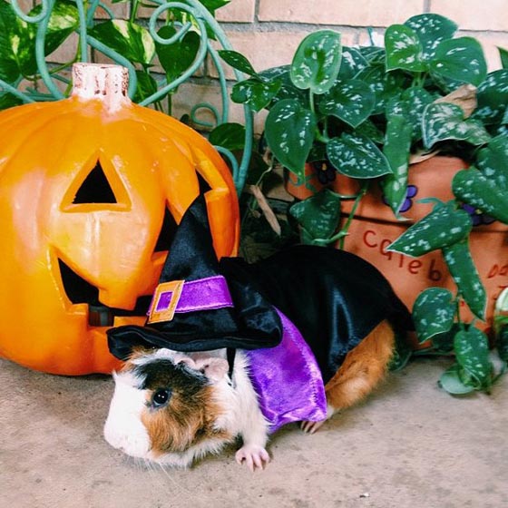 20 Cutest Pet Halloween Costumes Ideas